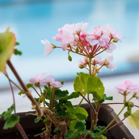 Seaside 1 Bedroom With Balcony, Max 4 Guests Apartman