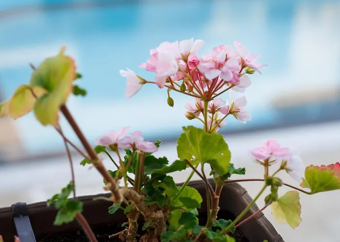 Seaside 1 Bedroom With Balcony, Max 4 Guests Lägenhet